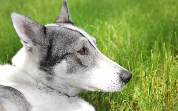 Yeşil çimenlikteki köpek — Stok fotoğraf