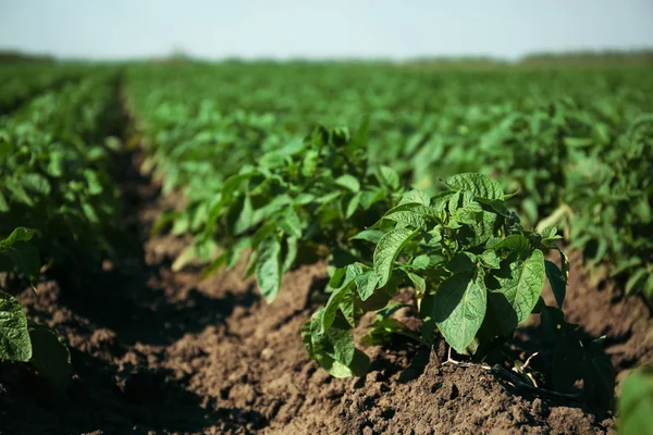 Patate novelle che crescono nel campo — Foto Stock