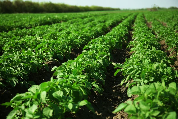 Yeni patates alanında büyüyen — Stok fotoğraf