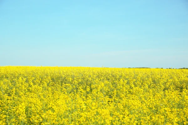 Rapsfelt i blomst – stockfoto