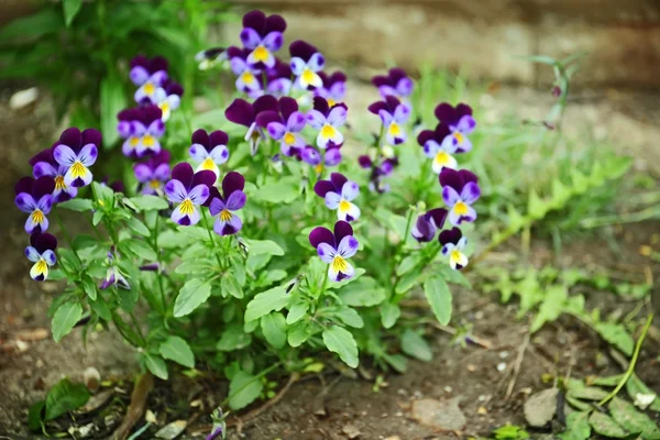 Blooming violet flowers — Stock Photo, Image