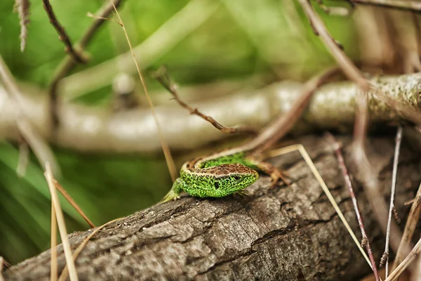 Lagarto verde pequeño —  Fotos de Stock