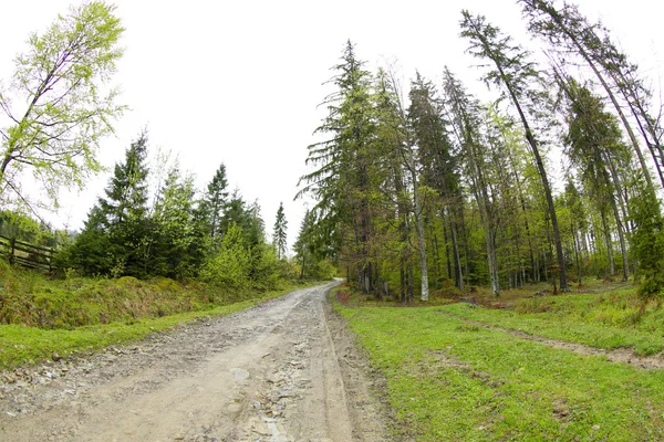 Pathway in mountain forest — Stock Photo, Image