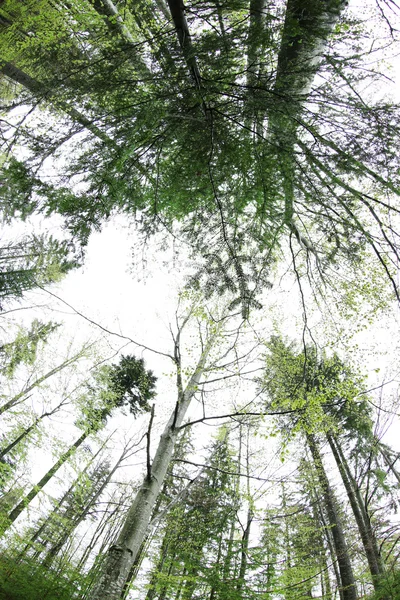 Ormandaki ağaçlar üst kısımları — Stok fotoğraf
