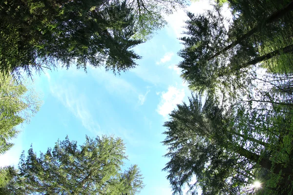 Ormandaki ağaçlar üst kısımları