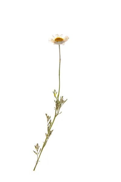 美しい乾燥花 — ストック写真