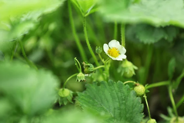 Cespuglio di fragole, primo piano — Foto Stock