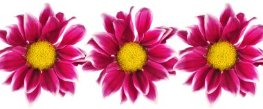 Sorunsuz yinelenebilir güzel çiçek deseni