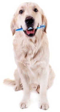  Diş fırçası ile oturan Labrador