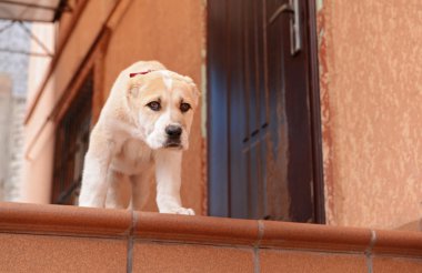 Orta Asya çoban köpek  