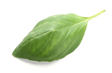 taze fesleğen yaprağı 