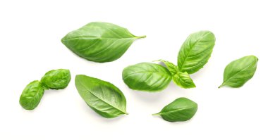 taze fesleğen yaprağı 