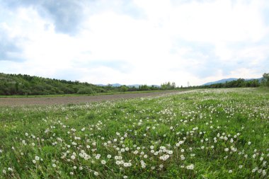 karahindiba çiçek çayır üzerinde 