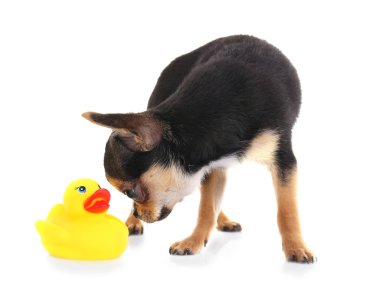 Chihuahua yavrusu beyaz