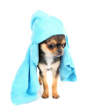 Chihuahua yavrusu beyaz