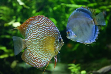 Oceanarium güzel balıklar