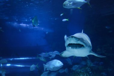 Oceanarium büyük köpekbalığı