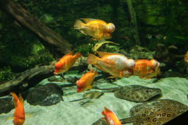 Oceanarium güzel balıklar