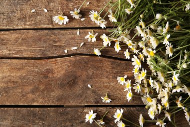Brown'un taze chamomiles