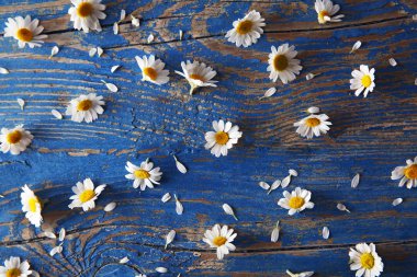 Mavi taze chamomiles