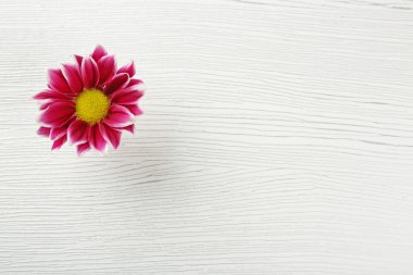 Masada Menekşe krizantem