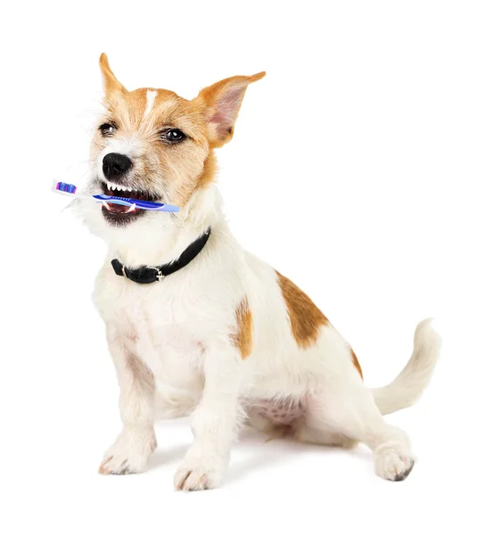 Jack Russell terrier con cepillo de dientes —  Fotos de Stock