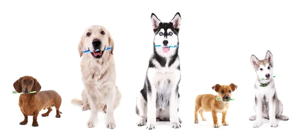 Cães bonitos com escovas de dentes — Fotografia de Stock