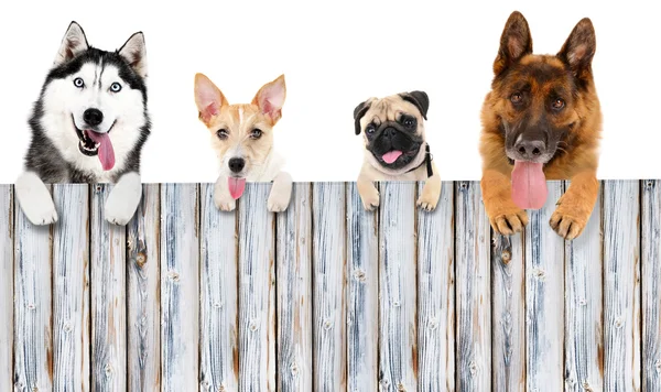 Grupp av hundar med trä utrymme — Stockfoto