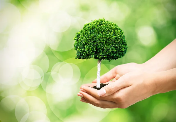 Female hands holding green tree — Stock Photo, Image