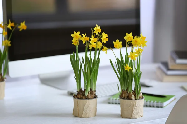 Blooming narcissus flowers — Stock Photo, Image