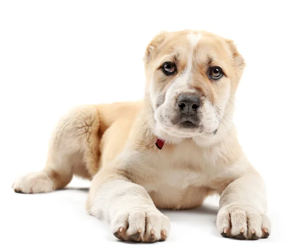 Central Asian Shepherd puppy — Stock Photo, Image