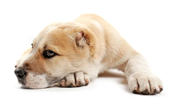 Central Asian Shepherd puppy — Stock Photo, Image