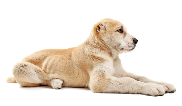 Cucciolo pastore dell'Asia centrale — Foto Stock