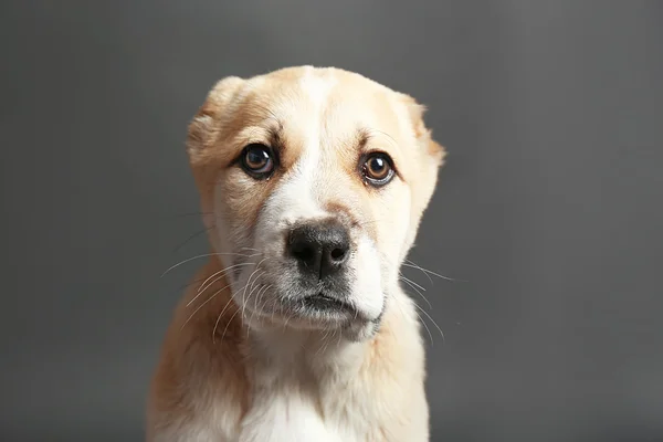 Cucciolo pastore dell'Asia centrale — Foto Stock