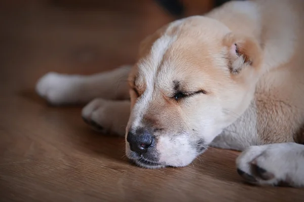 Centraal-Aziatische herder pup — Stockfoto