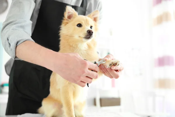 Cute dog Spitz — Stock Photo, Image