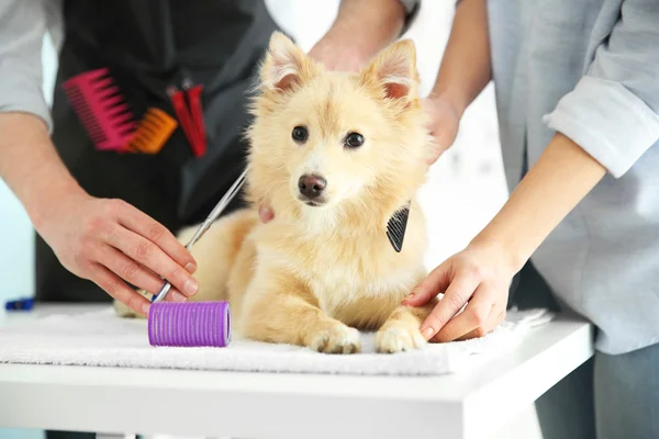 Sevimli köpek Spitz — Stok fotoğraf