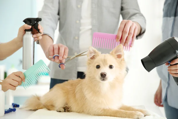 Cute dog Spitz — Stock Photo, Image