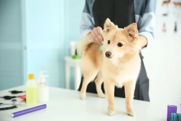 Söt hund Spitz — Stockfoto