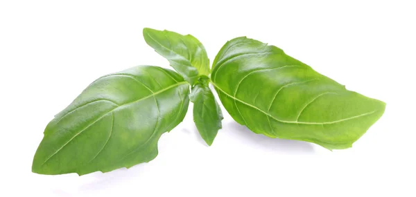 Fresh basil leaves — Stock Photo, Image