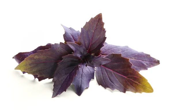 Fresh basil leaves — Stock Photo, Image