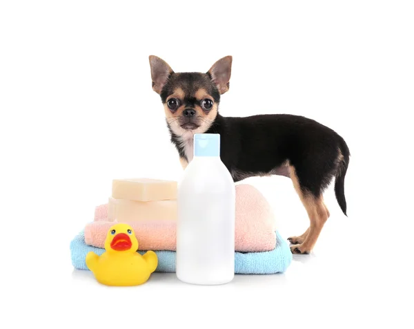 Chihuahua pup op wit — Stockfoto