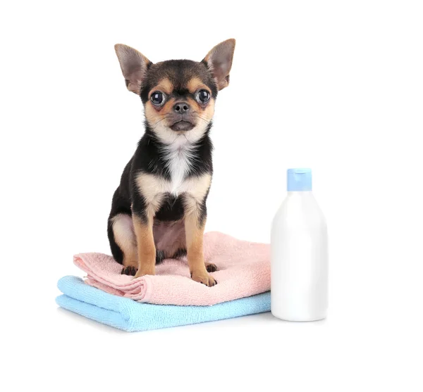 Chihuahua cachorro en blanco — Foto de Stock