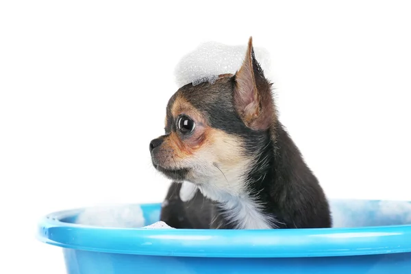 Filhote de cachorro no banho isolado — Fotografia de Stock