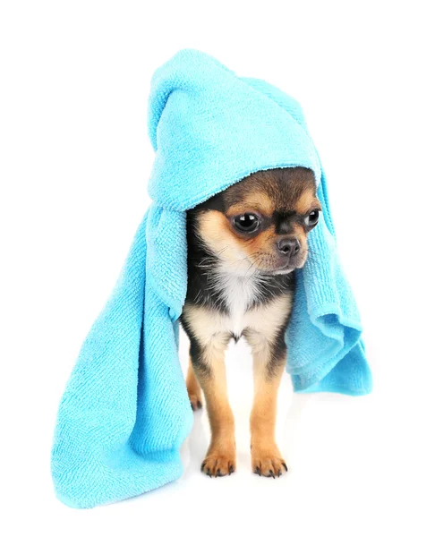 Chihuahua-Welpe auf weiß — Stockfoto