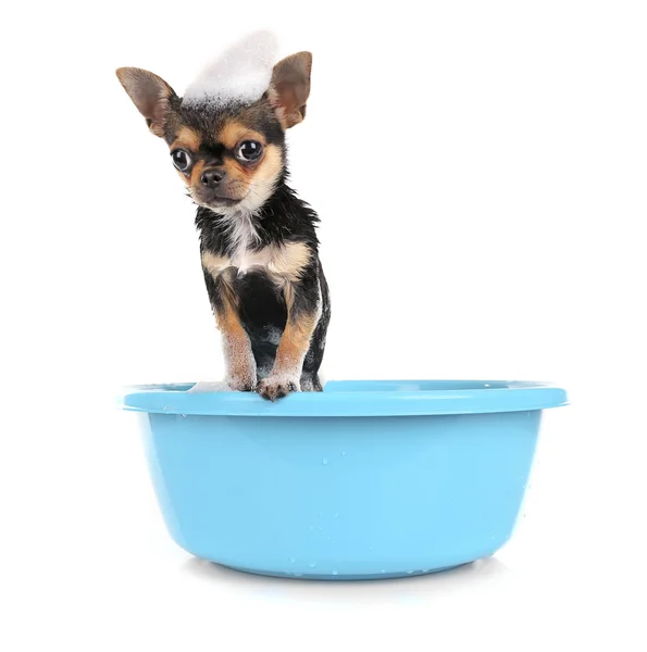 Filhote de cachorro no banho isolado — Fotografia de Stock