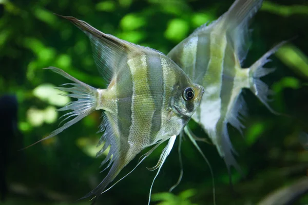 Beautiful fishes in the oceanarium — Stock Photo, Image