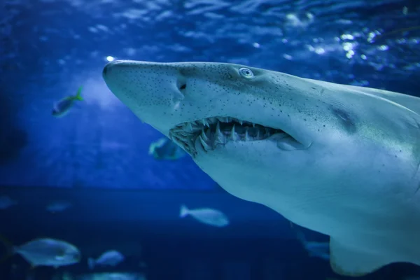 Tiburón grande en el oceanario — Foto de Stock