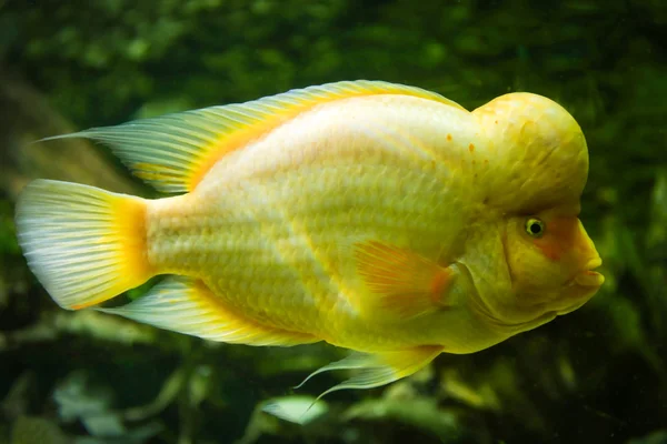 Gyönyörű hal a oceanarium — Stock Fotó