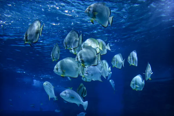 Красивые рыбы в океанариуме — стоковое фото